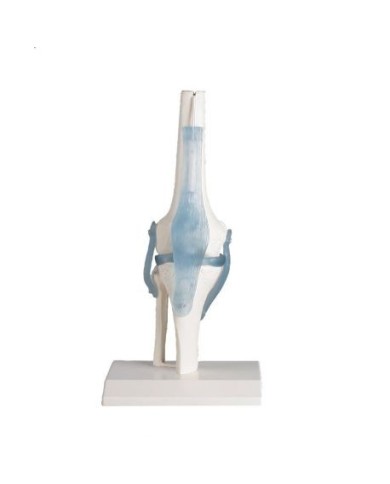 Erler Zimmer, modello anatomico funzionale di articolazione del ginocchio, con legamenti, su stativo 4552