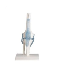 Erler Zimmer, modello anatomico funzionale di articolazione del ginocchio, con legamenti, su stativo 4552