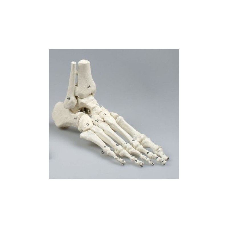 Erler Zimmer, modello anatomico di articolazione dello scheletro del piede, con tronchi di tibia e perone, con numerazione 6054