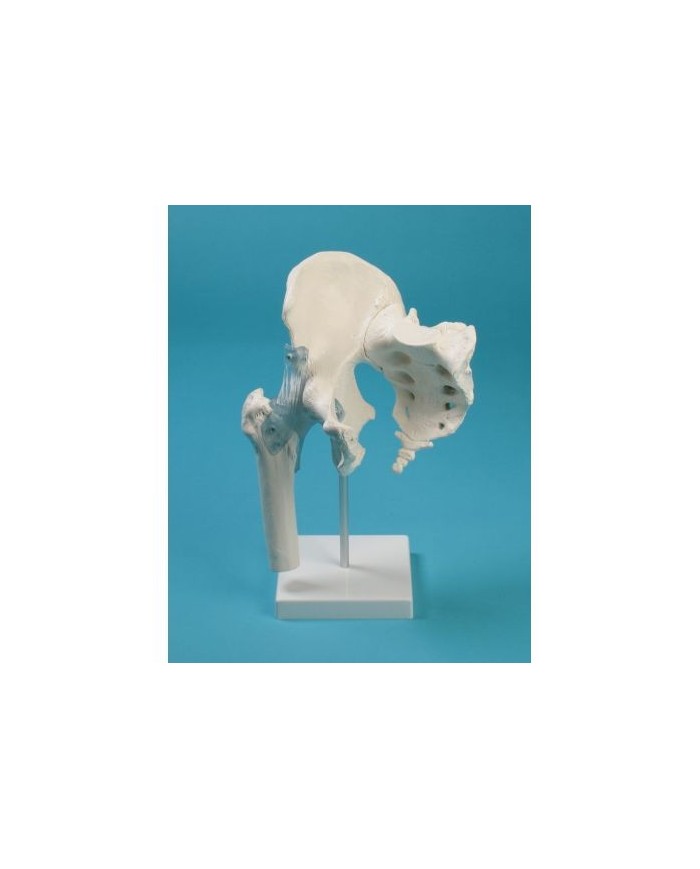 Erler Zimmer, modello anatomico funzionale di articolazione dell'anca, con legamenti, osso sacro e coccige, su stativo 4554