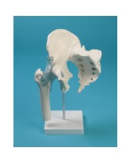 Erler Zimmer, modello anatomico funzionale di articolazione dell'anca, con legamenti, osso sacro e coccige, su stativo 4554