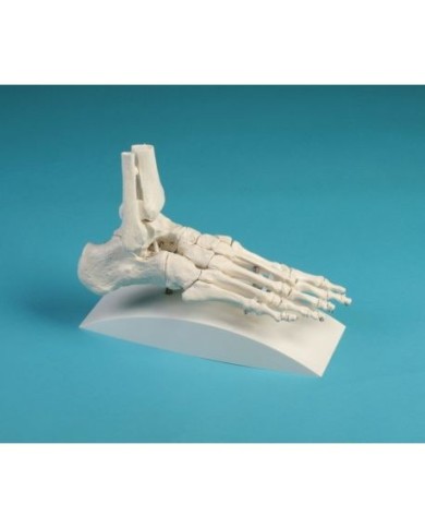 Erler Zimmer, modello anatomico di articolazione dello scheletro del piede, con tronchi di tibia e perone, su stativo - 6053S Erler Zimmer, modello anatomico di articolazione dello scheletro del piede, con tronchi di tibia e perone, su stativo - 6053S