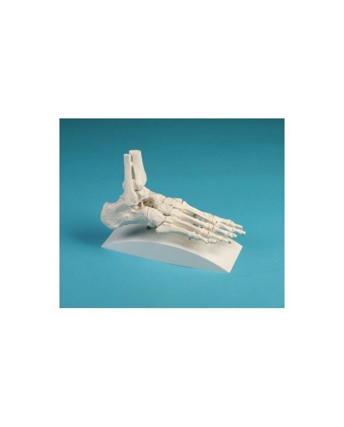 Erler Zimmer, modello anatomico di articolazione dello scheletro del piede, con tronchi di tibia e perone, su stativo - 6053S