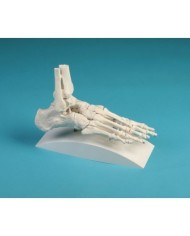 Erler Zimmer, modello anatomico di articolazione dello scheletro del piede, con tronchi di tibia e perone, su stativo - 6053S