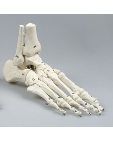 Erler Zimmer, modello anatomico di articolazione dello scheletro del piede, con tronchi di tibia e perone, con numerazione 6057 Erler Zimmer, modello anatomico di articolazione dello scheletro del piede, con tronchi di tibia e perone, con numerazione 6057