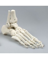Erler Zimmer, modello anatomico di articolazione dello scheletro del piede, con tronchi di tibia e perone, con numerazione 6057
