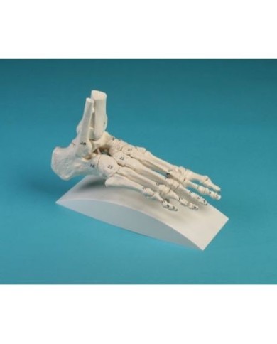 Erler Zimmer, modello di articolazione dello scheletro del piede, con tronchi di tibia e perone, con numerazione, su stativo Erler Zimmer, modello di articolazione dello scheletro del piede, con tronchi di tibia e perone, con numerazione, su stativo