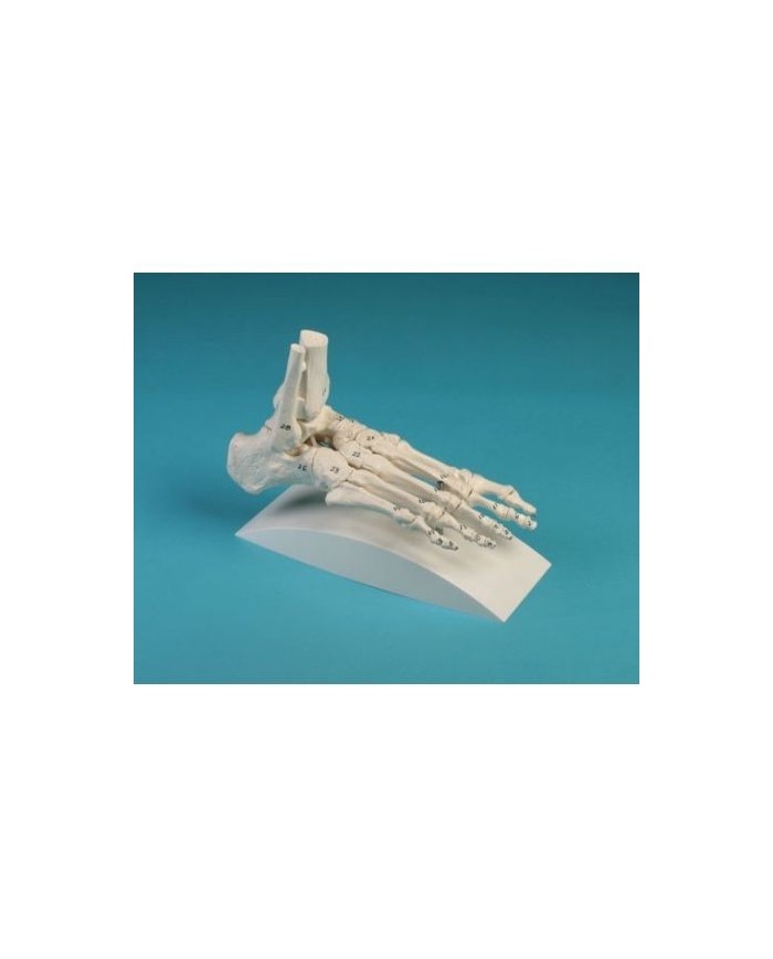 Erler Zimmer, modello di articolazione dello scheletro del piede, con tronchi di tibia e perone, con numerazione, su stativo