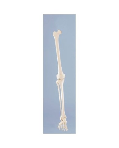 Erler Zimmer, modello anatomico di scheletro della gamba destra Erler Zimmer, modello anatomico di scheletro della gamba destra