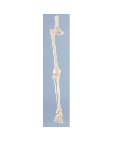 Erler Zimmer, modello anatomico di scheletro della gamba destra con bacino Erler Zimmer, modello anatomico di scheletro della gamba destra con bacino