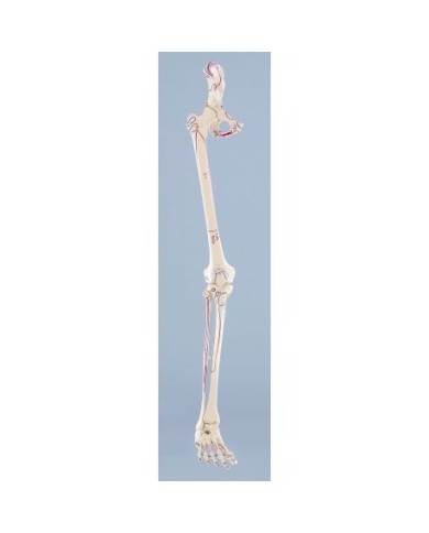 Erler Zimmer, modello anatomico di scheletro della gamba destra con bacino, con marcatura dei muscoli 6070 Erler Zimmer, modello anatomico di scheletro della gamba destra con bacino, con marcatura dei muscoli 6070