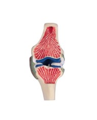 Erler Zimmer, Sezione longitudinale di articolazione del ginocchio