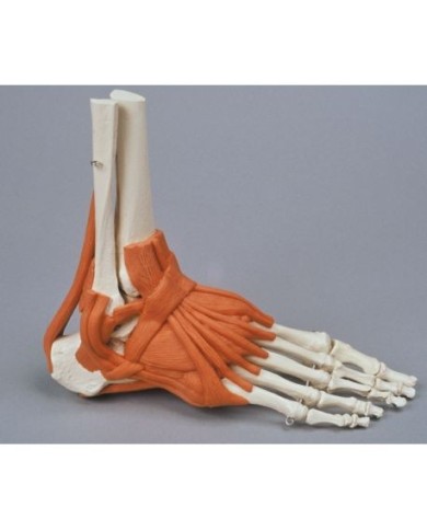Erler Zimmer, modello anatomico funzionale di scheletro del piede con legamenti 6058 Erler Zimmer, modello anatomico funzionale di scheletro del piede con legamenti 6058