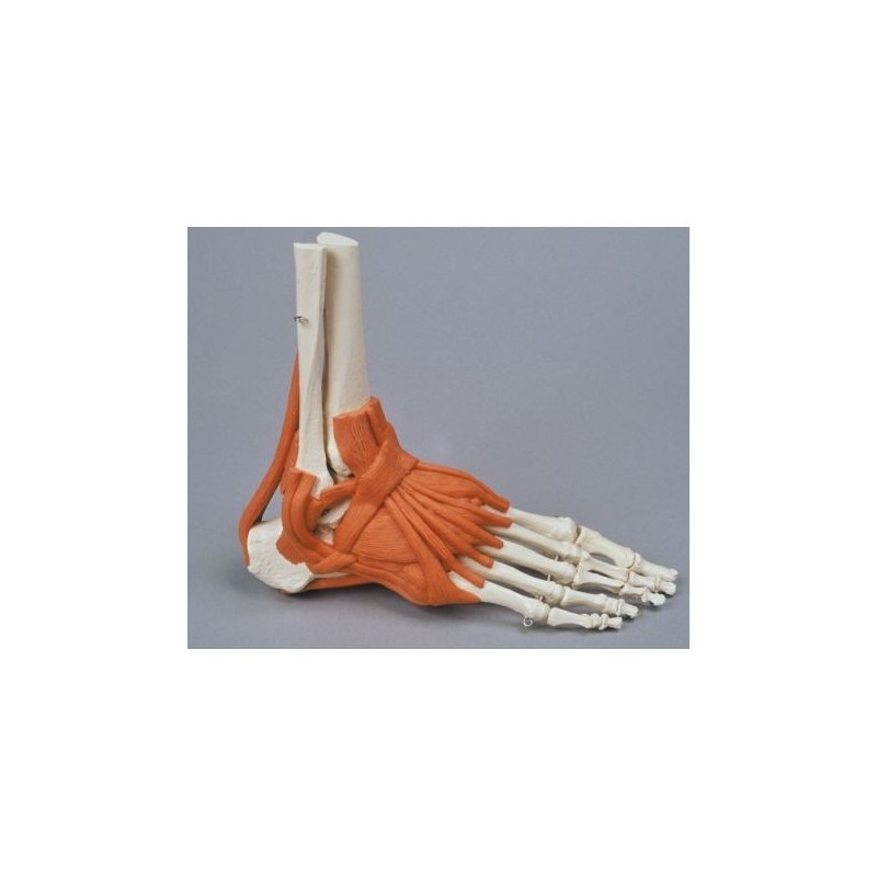 Erler Zimmer, modello anatomico funzionale di scheletro del piede con legamenti 6058