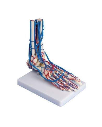 Erler Zimmer, modello anatomico di scheletro del piede con sistema circolatorio 6082 Erler Zimmer, modello anatomico di scheletro del piede con sistema circolatorio 6082