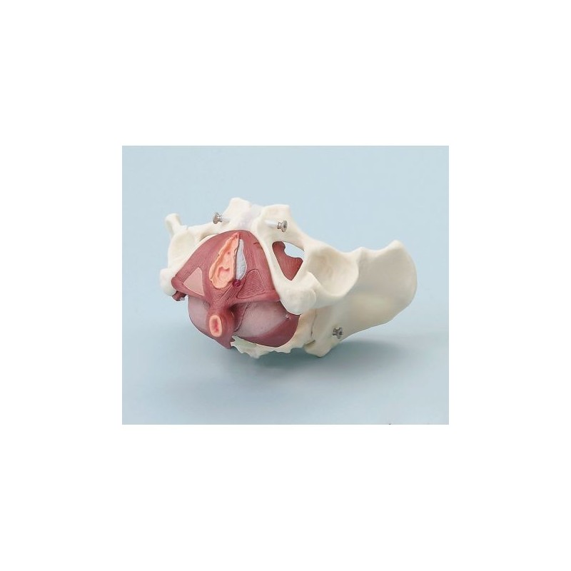 Erler Zimmer, modello anatomico di bacino femminile con pavimento pelvico, in 5 parti 4070