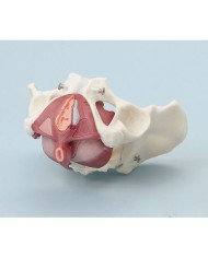 Erler Zimmer, modello anatomico di bacino femminile con pavimento pelvico, in 5 parti 4070