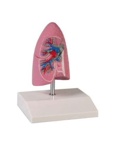 Erler Zimmer, modello anatomico didattico di polmone in scala dimezzata G252