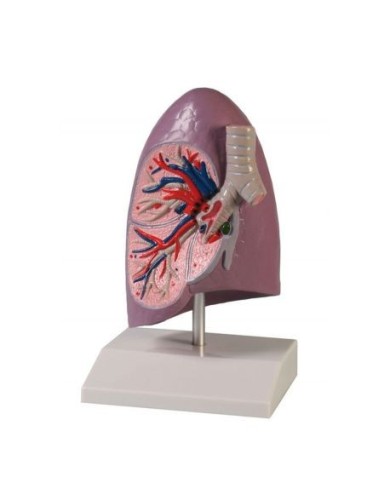 Erler Zimmer, modello anatomico didattico di polmone G253