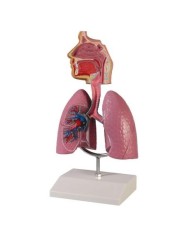 Erler Zimmer, modello anatomico didattico di sistema respiratorio, in scala dimezzata G216