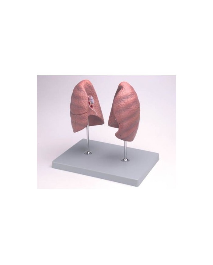 Erler Zimmer, modello anatomico didattico di polmoni, destro e sinistro