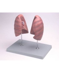 Erler Zimmer, modello anatomico didattico di polmoni, destro e sinistro