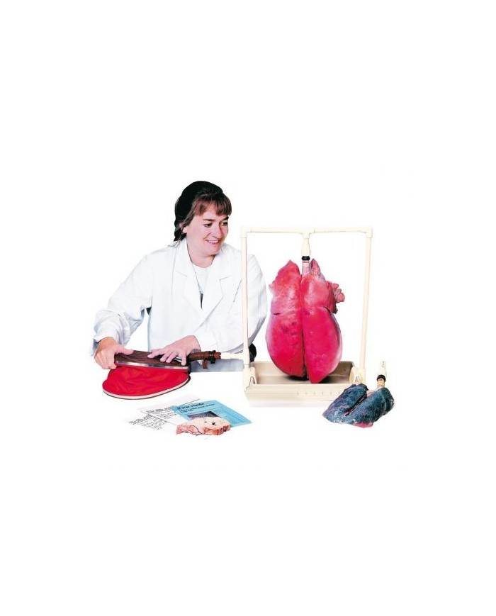 Erler Zimmer, modello anatomico didattico funzionale di polmoni R10060