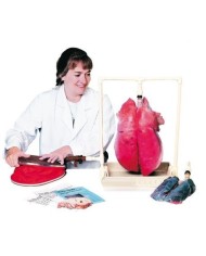Erler Zimmer, modello anatomico didattico funzionale di polmoni R10060