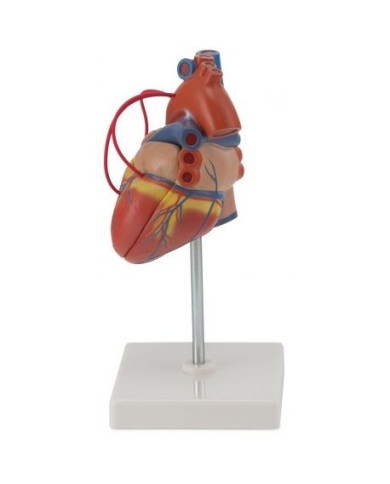 Erler Zimmer, modello anatomico di cuore con bypass,  scomponibile in 2 parti G205 Erler Zimmer, modello anatomico di cuore con bypass,  scomponibile in 2 parti G205