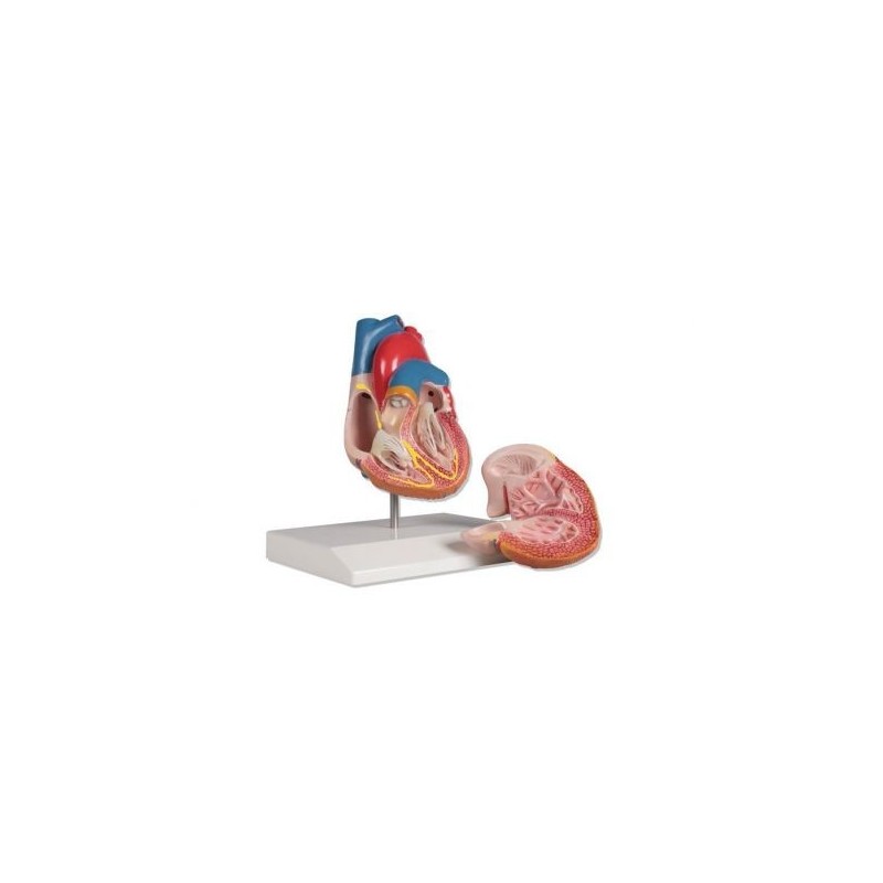 Erler Zimmer, modello anatomico di cuore con sistema di conduzione,  scomponibile in 2 parti G207