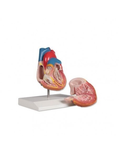 Erler Zimmer, modello anatomico di cuore con sistema di conduzione,  scomponibile in 2 parti G207