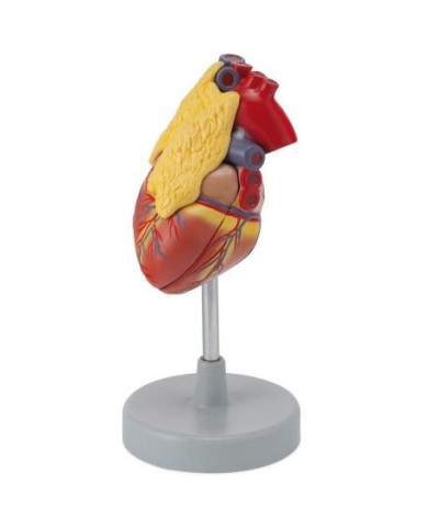 Erler Zimmer, modello anatomico di cuore con ghiandola del timo  scomponibile in 3 parti G108 Erler Zimmer, modello anatomico di cuore con ghiandola del timo  scomponibile in 3 parti G108