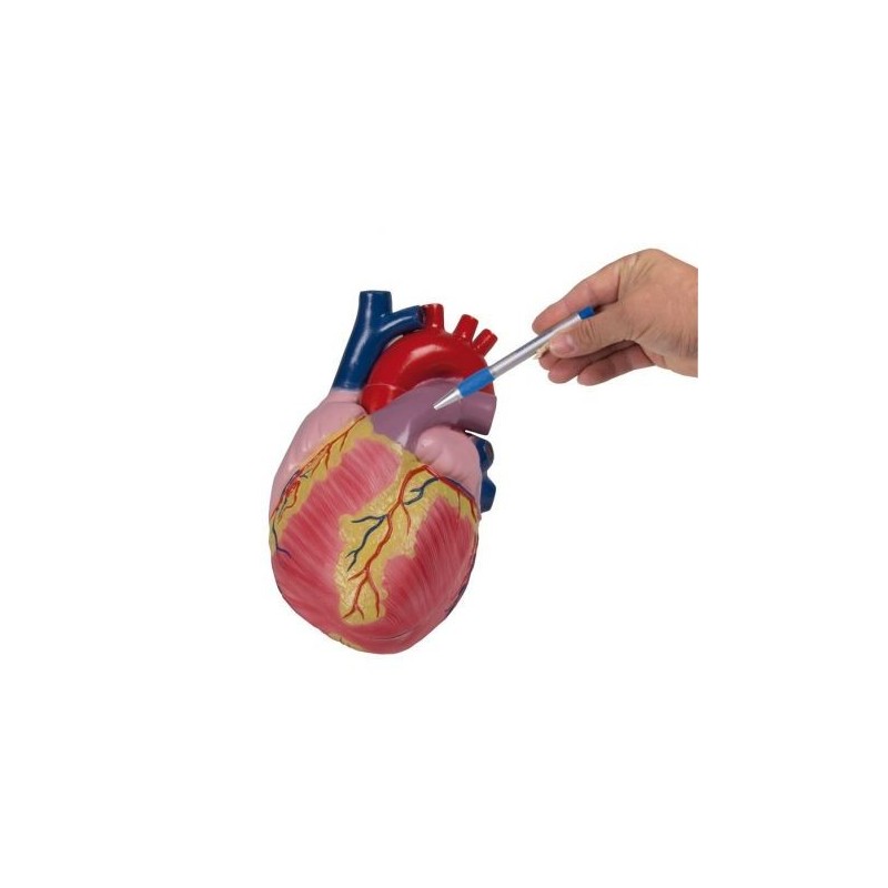 Erler Zimmer, modello anatomico  del cuore, ingrandito di tre volte, scomponibile in 2 parti G254