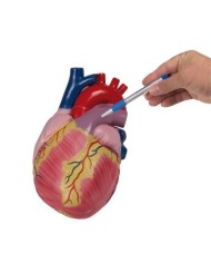 Erler Zimmer, modello anatomico  del cuore, ingrandito di tre volte, scomponibile in 2 parti G254