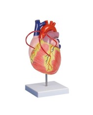 Erler Zimmer, modello anatomico di cuore con bypass,  ingrandito due volte, scomponibile in 2 parti G206