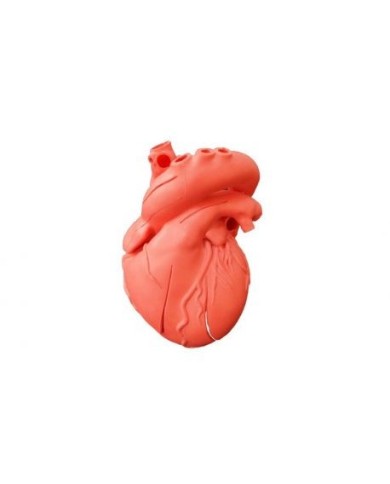 Erler Zimmer, modello anatomico di cuore digitalizzato su standard DICOM, R40100 Erler Zimmer, modello anatomico di cuore digitalizzato su standard DICOM, R40100