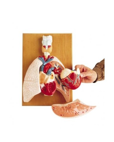 Erler Zimmer, modello anatomico del sistema cardiorespiratorio G400 Erler Zimmer, modello anatomico del sistema cardiorespiratorio G400