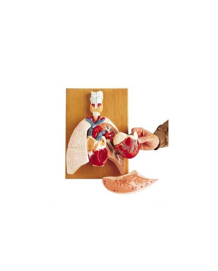 Erler Zimmer, modello anatomico del sistema cardiorespiratorio G400