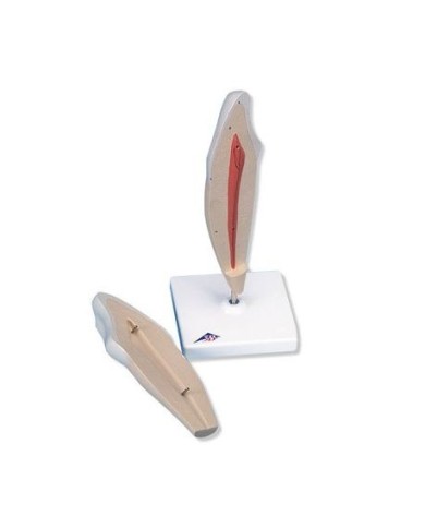 3B Scientific, modello di dente canino inferiore, in due parti  D10/2