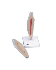3B Scientific, modello di dente canino inferiore, in due parti  D10/2