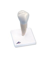 3B Scientific, modello di dente premolare inferiore ad una radice D10/3