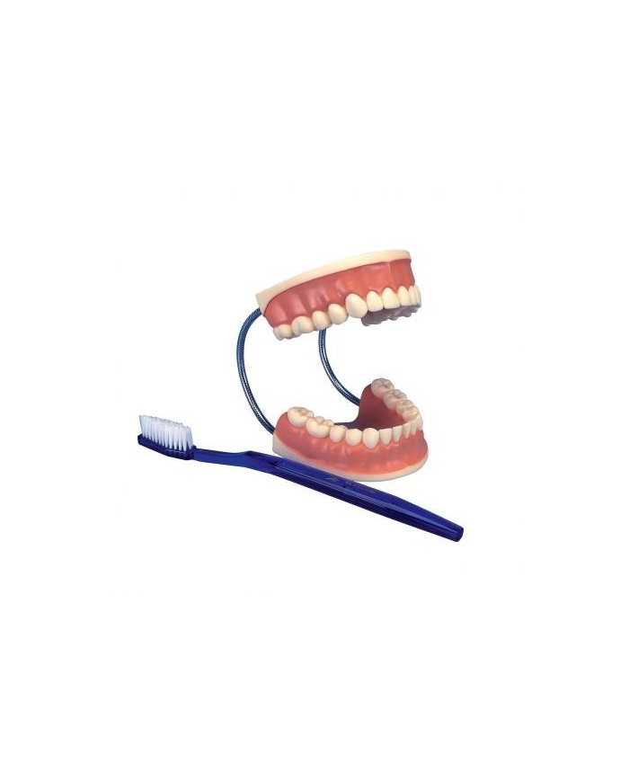 3B Scientific, modello D16 gigante per la cura dei denti, ingrandito 3 volte