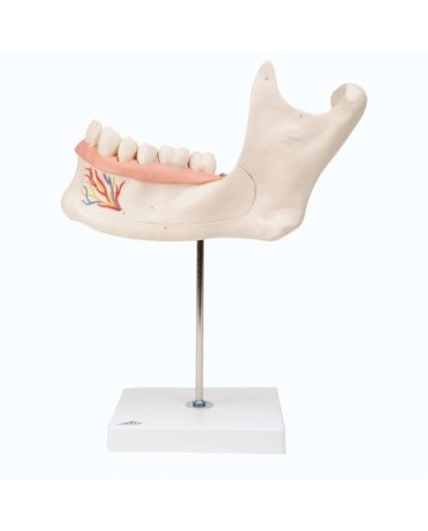 3B Scientific, modello anatomico di metà mandibola, ingrandita 3 volte, in 6 parti