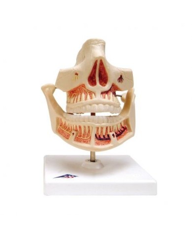 3B Scientific, modello anatomico funzionale di dentatura da latte VE282