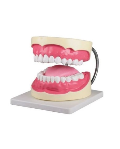 Erler Zimmer, modello anatomico per spiegare la corretta igiene orale D216