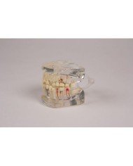 Erler Zimmer, modello anatomico di mandibola trasparente, con denti D19