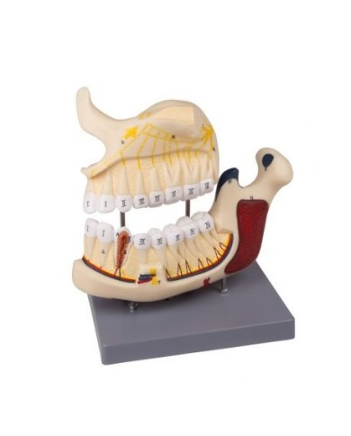 Erler Zimmer, modello anatomico di metà mandibola superiore e inferiore, ingrandita 2,5 volte