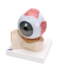 3B Scientific, modello anatomico di occhio, ingrandito di 5 volte, in 7 parti F11