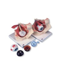 3B Scientific, modello anatomico di occhio nella cavità oculare, ingrandito 3 volte, in 7 parti F13