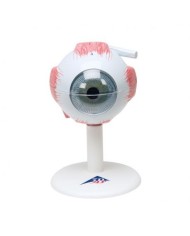 3B Scientific, modello anatomico di occhio ingrandito 3 volte, in 6 parti F15